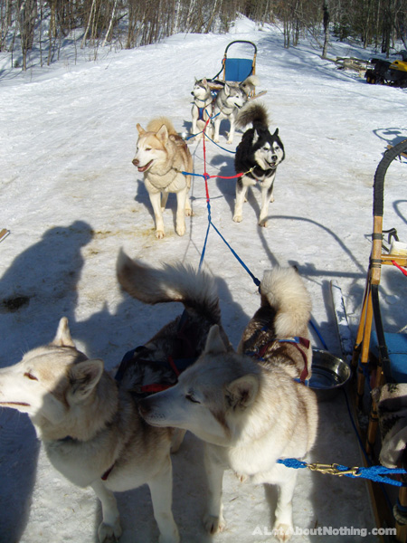 Our dog sled team