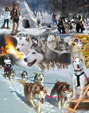 Winterdance Dog Sled Tours - winterdance.com