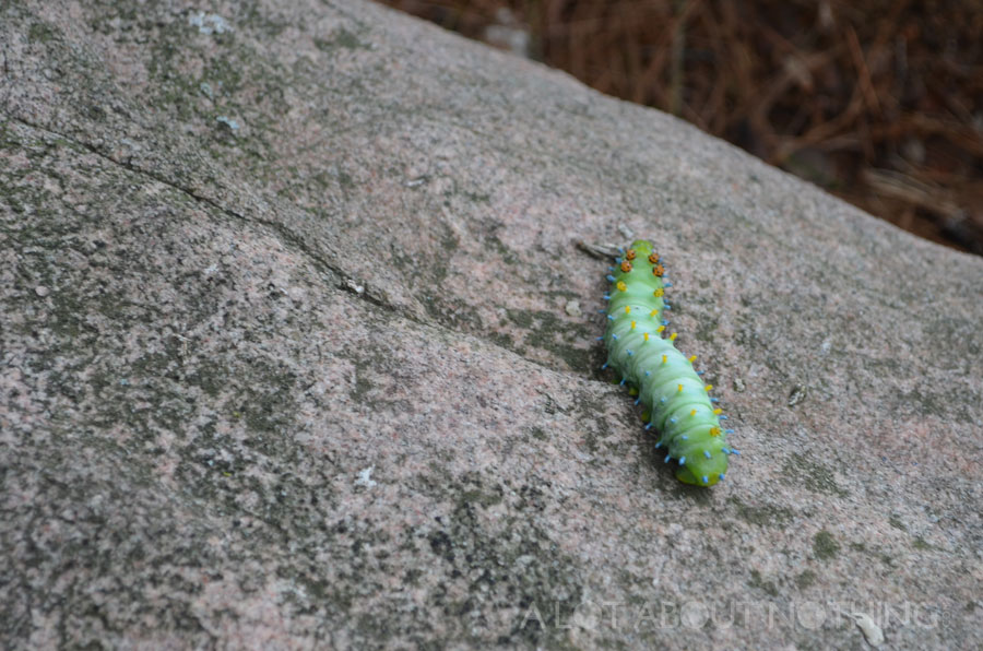 A cool caterpillar I saw on my hike